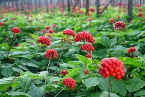 Korean red ginseng